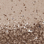 Immunohistochemical staining of human cerebellum shows strong nuclear positivity in all layers.