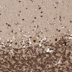 Immunohistochemical staining of human cerebellum shows strong nuclear positivity in all layers.