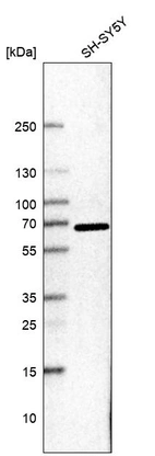 Western blot analysis in human cell line SH-SY5Y.