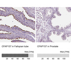 Anti-CFAP157 Antibody