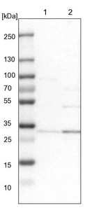 Lane 1: NIH-3T3 cell lysate (Mouse embryonic fibroblast cells)_br/_Lane 2: NBT-II cell lysate (Rat Wistar bladder tumour cells)