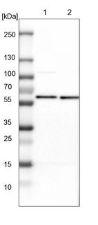Lane 1: NIH-3T3 cell lysate (Mouse embryonic fibroblast cells)_br/_Lane 2: NBT-II cell lysate (Rat Wistar bladder tumour cells)