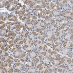 Immunohistochemical staining of human Stomach shows moderate granular cytoplasmic positivity in glandular cells.