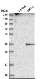 Western blot analysis in control (vector only transfected HEK293T lysate) and SIRT5 over-expression lysate (Co-expressed with a C-terminal myc-DDK tag (~3.1 kDa) in mammalian HEK293T cells, LY415885).