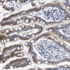 Immunohistochemical staining of human small intestine shows strong granular cytoplasmic positivity in glandular cells.
