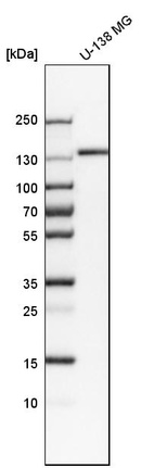 Western blot analysis in human cell line U-138 MG.