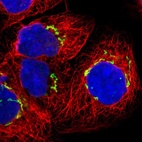 Immunofluorescent staining of human cell line A-431 shows localization to the Golgi apparatus.