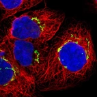 Immunofluorescent staining of human cell line A-431 shows localization to the Golgi apparatus.