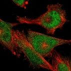 Immunofluorescent staining of human cell line U-251 MG shows localization to nucleoplasm.