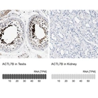 Anti-ACTL7B Antibody