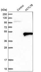 Western blot analysis in control (vector only transfected HEK293T lysate) and ACTL7B over-expression lysate (Co-expressed with a C-terminal myc-DDK tag (~3.1 kDa) in mammalian HEK293T cells, LY416488).
