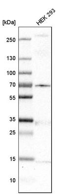 Western blot analysis in human cell line HEK 293.