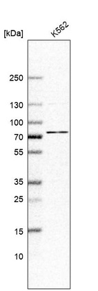 Western blot analysis in human cell line K562.