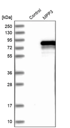 Western blot analysis in control (vector only transfected HEK293T lysate) and MPP3 over-expression lysate (Co-expressed with a C-terminal myc-DDK tag (~3.1 kDa) in mammalian HEK293T cells, LY419634).