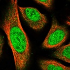 Immunofluorescent staining of human cell line U-2 OS shows localization to nucleoplasm & cytosol.