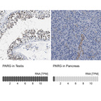 Anti-PARG Antibody