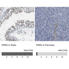 Anti-PARG Antibody