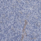 Immunohistochemical staining of human pancreas shows low expression as expected.