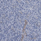 Anti-PARG Antibody