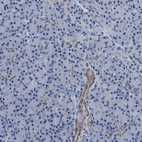 Immunohistochemical staining of human pancreas shows low expression as expected.