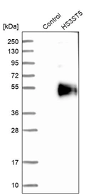 Western blot analysis in control (vector only transfected HEK293T lysate) and HS3ST5 over-expression lysate (Co-expressed with a C-terminal myc-DDK tag (~3.1 kDa) in mammalian HEK293T cells, LY407027).