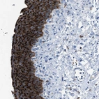 Anti-CD1B Antibody