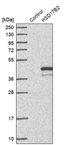 Western blot analysis in control (vector only transfected HEK293T lysate) and HSD17B2 over-expression lysate (Co-expressed with a C-terminal myc-DDK tag (~3.1 kDa) in mammalian HEK293T cells, LY419500).