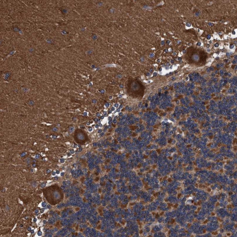 Anti-ENDOG Antibody