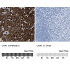 Anti-CPA1 Antibody