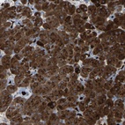 Immunohistochemical staining of human pancreas shows high expression.