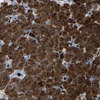 Immunohistochemical staining of human pancreas shows high expression.