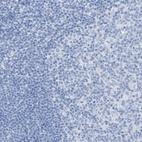 Anti-CPA1 Antibody