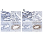 Immunohistochemical staining of human fallopian tube, placenta, prostate and testis using Anti-DNAI1 antibody HPA021843 (A) shows similar protein distribution across tissues to independent antibody HPA021649 (B).