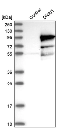 Western blot analysis in control (vector only transfected HEK293T lysate) and DNAI1 over-expression lysate (Co-expressed with a C-terminal myc-DDK tag (~3.1 kDa) in mammalian HEK293T cells, LY402158).