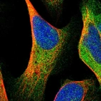 Immunofluorescent staining of human cell line U-2 OS shows localization to cytosol.