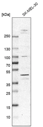 Western blot analysis in human cell line SK-MEL-30.
