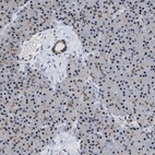 Immunohistochemical staining of human pancreas shows low expression as expected.