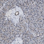 Immunohistochemical staining of human pancreas shows low expression as expected.