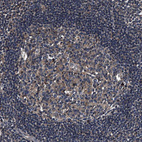 Immunohistochemical staining of human lymph node shows moderate cytoplasmic positivity in germinal center cells.