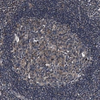 Immunohistochemical staining of human lymph node shows moderate cytoplasmic positivity in germinal center cells.