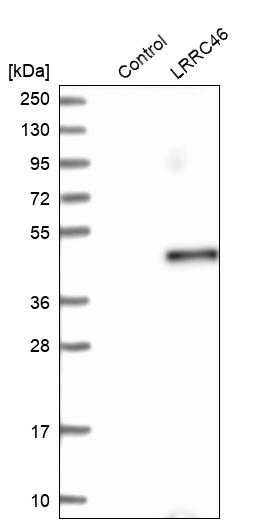 Anti-LRRC46 Antibody