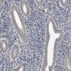 Immunohistochemical staining of human endometrium shows low positivity in glandular cells as expected.