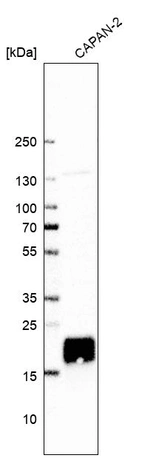 Western blot analysis in human cell line CAPAN-2.