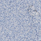 Immunohistochemical staining of human pancreas shows no positivity in exocrine glandular cells as expected.