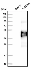 Western blot analysis in control (vector only transfected HEK293T lysate) and CLEC10A over-expression lysate (Co-expressed with a C-terminal myc-DDK tag (~3.1 kDa) in mammalian HEK293T cells, LY405320).