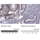 Anti-MAGEA4 Antibody