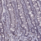 Immunohistochemical staining of human duodenum shows no positivity in glandular cells as expected.
