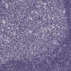 Anti-MAGEA4 Antibody