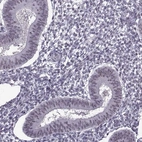 Immunohistochemical staining of human endometrium shows no positivity in glandular cells as expected.