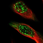Immunofluorescent staining of human cell line U-2 OS shows localization to nuclear speckles & cytosol.